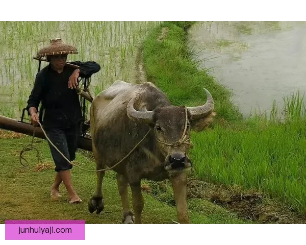 牛爷爷与张小丽影像背后的温情故事与时代记忆共鸣在城市生活中的真实瞬间